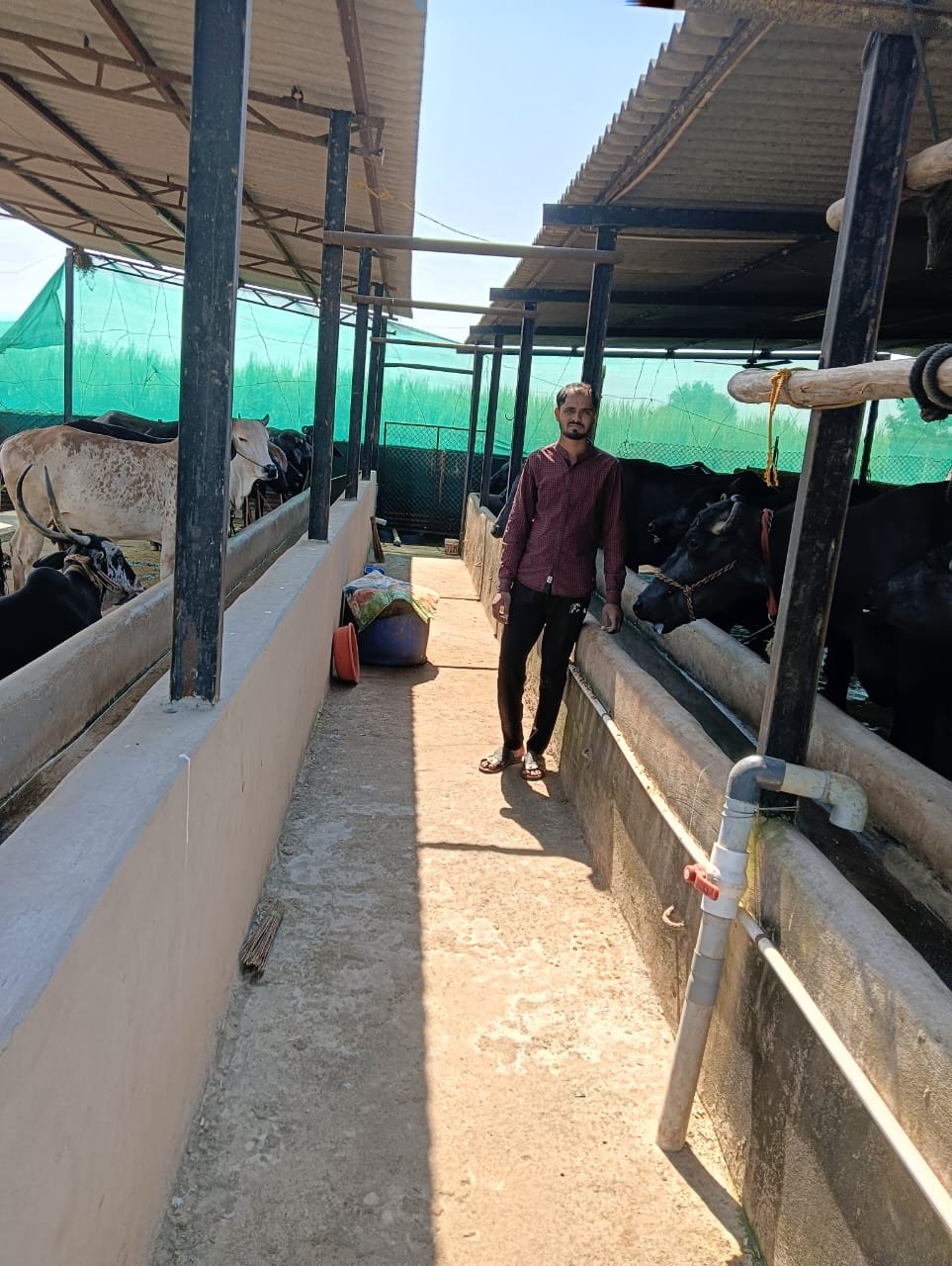 Entrepreneur at his funded dairy farm with livestock